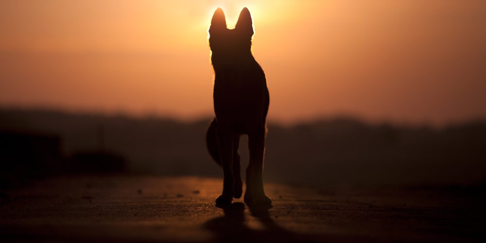 A dog walking into a orange sunset