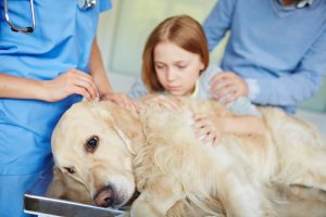 Picture of a dog at a vet with a child holding he dog 