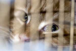 close up with a brown cat