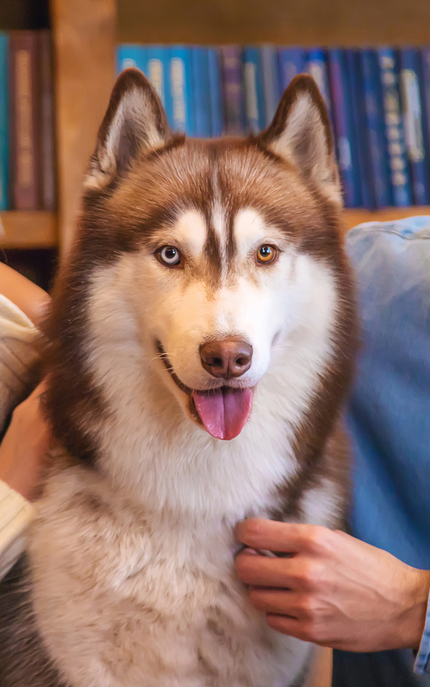 Emotional support dog with owner touching him