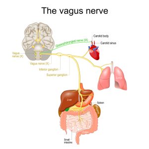 vagus nerve. parasympathetic nervous system. Medical diagram. Vector illustration to explain about human's nerve system.