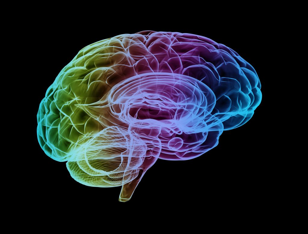 human brain illustration
